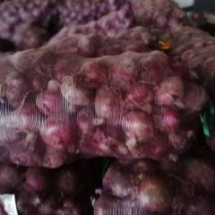 河南省通许县紫皮洋葱大量上市