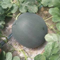 陕西黑无籽西瓜有金蜜五 金蜜九 小神童