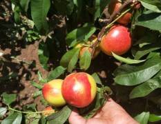 陕西大荔毛桃品种，新春红水蜜桃