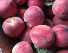 宜城大量供应湖北大红桃，品种有红不软品