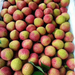 高州专业代收代购荔枝代办、真诚服务