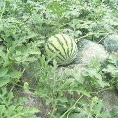 浙江平湖有机肥料种8424.纯绿色无药残留