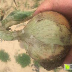 2018梁山大量洋葱陆续上市中，高球形黄皮洋葱