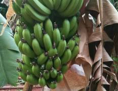 海南澄迈自家种的巴西香蕉现在大量上市