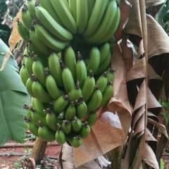 海南澄迈自家种的巴西香蕉现在大量上市