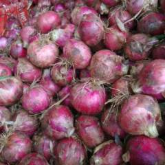 河南汝州本地洋葱即将上市，主要品种为红星七
