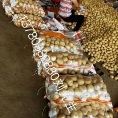 河北昌黎中薯系列土豆火爆招商中