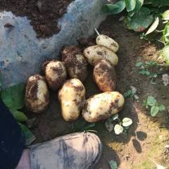 昌乐土豆我地露天土豆己上市价格每斤9-1元