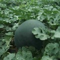 蒲城西瓜上市中.主要品种：甜王、京欣