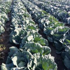 2018平度甘蓝 本地甘蓝已经上市，品种繁