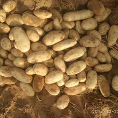 本人常年代收武川四子王旗土豆