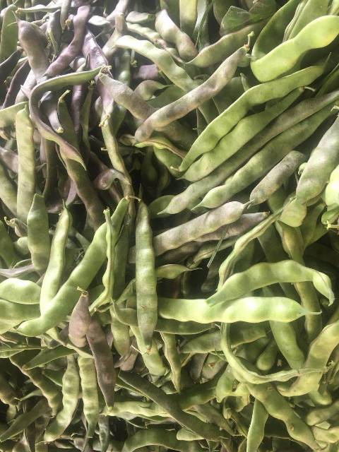 05月28日聊城市紫花油豆豆角报价[冯真城提供]