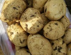 2018玉田土豆 有大量的土豆需大面积出售