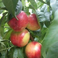 2018临猗油桃及上市水果明细