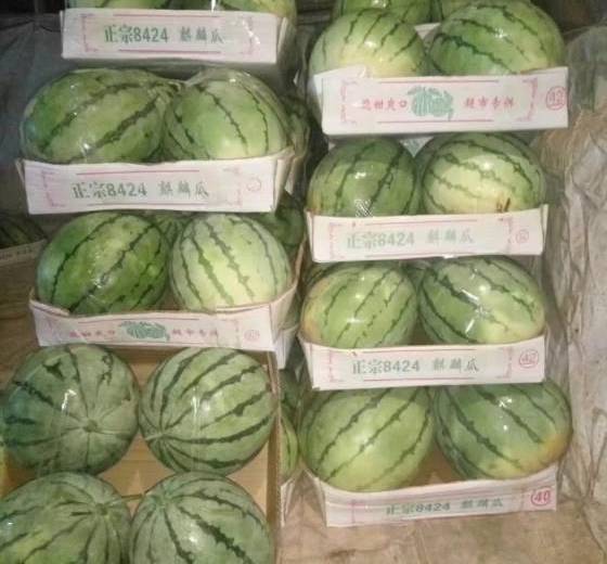 8424西瓜价格