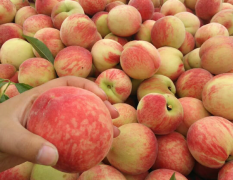 枣阳沙河大红桃产业基地出售大量优质红桃