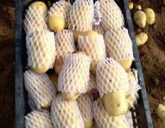 山东滕州阿鹏农业有限公司 每年大量供应荷兰十五土豆