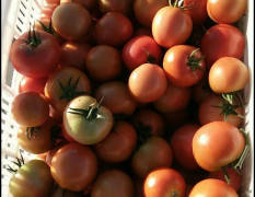 喀喇沁旗粉百利西红柿 土质好，昼夜温差大