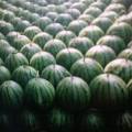 我在陕西汉中勉县老道寺镇种植西瓜100多亩