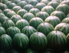 我在陕西汉中勉县老道寺镇种植西瓜100多亩