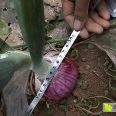 柘城邵元乡吴楼村红皮洋葱，大的一斤多