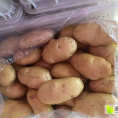 山东滕州大棚，界河陆地土豆，土豆不土