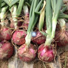 2018三原洋葱形好、色好、个头好