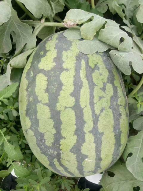 2018年辽宁新民甜王系列价格