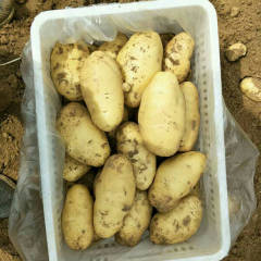 山东青岛平度的二棚土豆即将上市