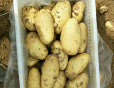 山东青岛平度的二棚土豆即将上市