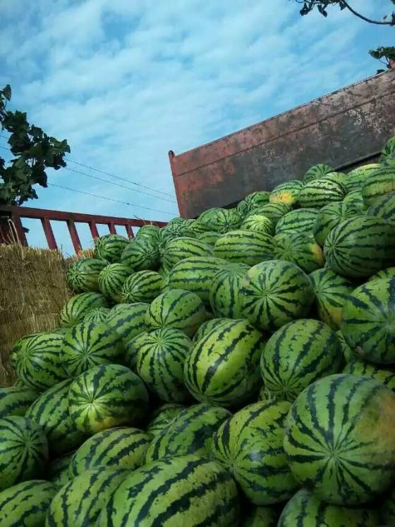 陕西大荔万亩质西瓜有京欣甜王零号