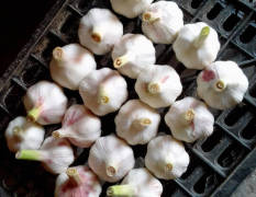 清丰自家种植无公害大蒜，5月-1月份供应