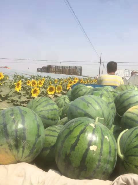 2018年河北清苑京欣价格