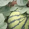 岳阳自家种植的西瓜，有百来亩，瓜大