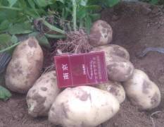沛县万亩陆地荷兰十五土豆即将大量上市