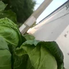 河北省衡水市饶阳县中甘21大量上市