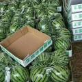 2018通许现有大量大棚西瓜8424上市啦