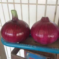 单县代收代存红皮洋葱，代加工，代发全国市场
