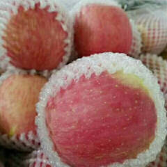 山西临猗红富士已经接近尾声，还有纸夹膜