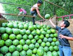 中牟西瓜是河南中牟地区的水果类特产