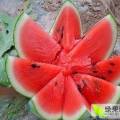 睢阳今年冠龙、龙卷风量大，瓜个大