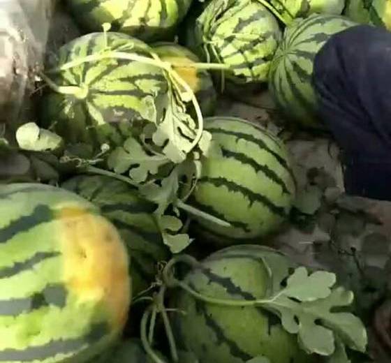 2018年陕西大荔甜王系列价格