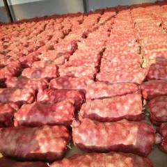 莘县洋葱即将上市，莘县洋葱色泽完