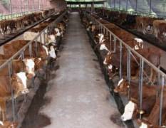 忻州肉牛 常年出售西门塔尔，利木赞