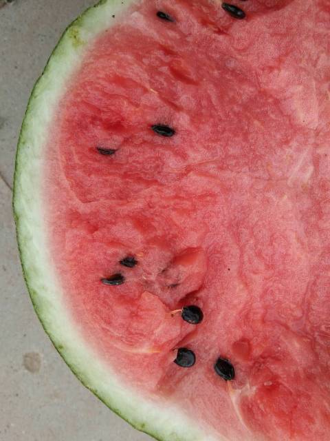 2018年河南睢阳京欣价格