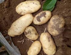安丘荷兰十五土豆又开始大量上市