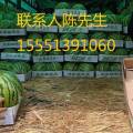 太和爱农西瓜合作社，专业种植大棚西瓜8424
