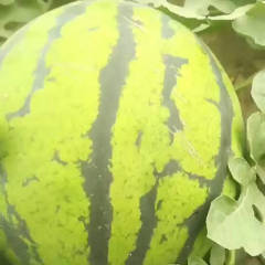 辽宁凌海西瓜基地，大棚西瓜大量上市