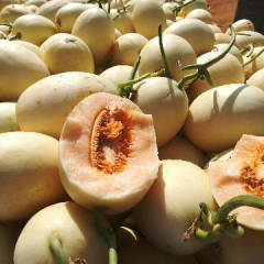 甜瓜 早雪甜瓜 东方蜜甜瓜 白沙蜜甜瓜