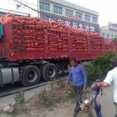 2020新野洋葱红皮，紫皮，黄皮现均有货